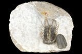 Spiny Koneprusia Trilobite - Ofaten, Morocco #124895-1